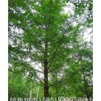 長期供應(yīng)各種規(guī)格實生銀杏