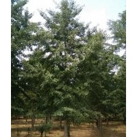 供應(yīng)2-50公分銀杏實生樹，15-40公分銀杏嫁接樹，1-3年銀杏小苗，