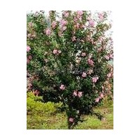 石家莊苗圃 石家莊佳霖苗圃場