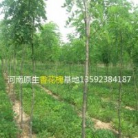 河南香花槐基地，原生香花槐，嫁接香花槐，各種規(guī)格香花槐