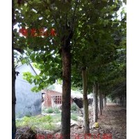 20公分二年冒法桐 20公分法桐價(jià)格 法桐種植技術(shù)
