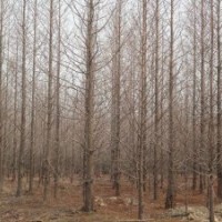 3公分水杉價(jià)格4公分水杉價(jià)格5公分水杉價(jià)格