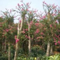 今年大紅花紫薇價格，速生紫薇產(chǎn)地，20公分嫁接紫薇價格