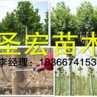 銷(xiāo)售胸徑5公分|6公分法桐價(jià)格河北廊坊2014年價(jià)格