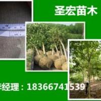 緊急出售2014年5公分帶土球法桐最新價(jià)格表