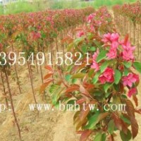 北美海棠，北美海棠小苗