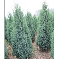 供應(yīng)2米左右的北京檜柏，一級苗
