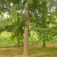 供應(yīng)20銀杏樹