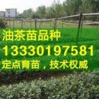 茶樹苗,霜降型油茶苗,三年生嫁接茶油苗
