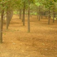 供應(yīng)銀杏樹