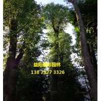 湖南移栽香樟價(jià)格的最新相關(guān)消息 最新湖南移栽香樟價(jià)格 湖南逸彩