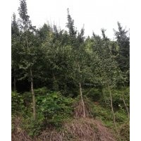 四川銀杏樹(shù)