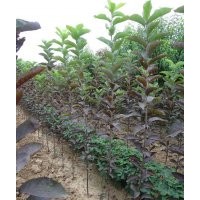 北美皇家雨點(diǎn)小苗北美白蘭地小苗北美豐盛海棠