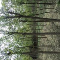 大量供應(yīng)6公分國槐