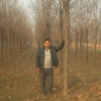 1-20CM法桐、1-2年帽白蠟/國槐、垂柳、欒樹、櫻花、海棠-紫葉李