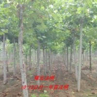 法桐、 速生法桐、造型法桐、骨架法桐、國槐、白蠟、櫻花、西府