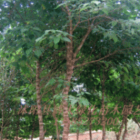 100萬構(gòu)樹苗,構(gòu)樹苗基地，構(gòu)樹苗價(jià)格