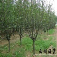 供應：西湖海棠，龍柏，檜柏，櫻花，金葉女貞