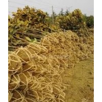 供應(yīng)廣玉蘭價格6公分廣玉蘭價格8公分廣玉蘭價格