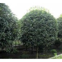 茶條槭，哈斯榆，樸樹，黃連木，皂角，蒙古櫟，國槐，紅葉李，桂