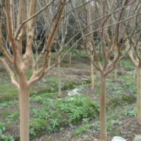 2公分紫薇銷精品紫薇【百日紅】基地