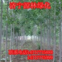 白蠟_白蠟價(jià)格_優(yōu)質(zhì)白蠟批發(fā)/采購