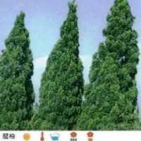 供應(yīng)楓香報(bào)價(jià)南京楓香產(chǎn)地直銷