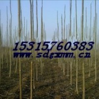 臭椿.山東臭椿基地.鄉(xiāng)土樹種臭椿