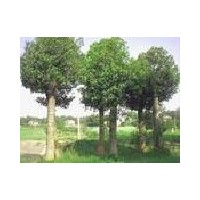 湖北香樟荊州香樟 移栽香樟 截干香樟 香樟小苗