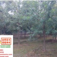 18、19、20公分二年帽白蠟