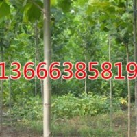 山東毛白楊_毛白楊最新銷售價格