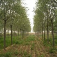 垂柳價(jià)格金絲垂柳出售南京垂柳基地