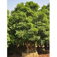 供應(yīng)：秋楓頭