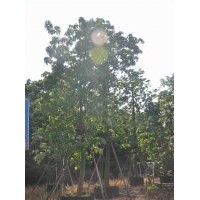 供應(yīng)：木棉