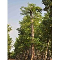 供應(yīng)：木棉