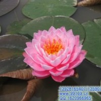 供應(yīng)：睡蓮