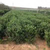 供應(yīng)山東招遠(yuǎn)冬青球冬青苗（大葉黃楊）