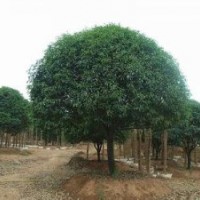 安徽合肥（肥西）嫁接桂花