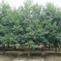 杜英價(jià)格 7公分杜英報(bào)價(jià) 南京10公分杜英價(jià)格