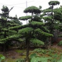 湖南羅漢松,湖南造型羅漢松,精品羅漢松