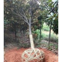 廣玉蘭出售,5公分-6公分-8公分廣玉蘭價(jià)格