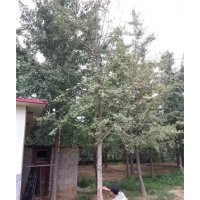 9公分銀杏樹(shù)，9公分銀杏樹(shù)價(jià)格