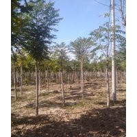 供１０７，毛白楊，香花槐，千頭椿，法桐,速生國槐,白蠟，垂柳