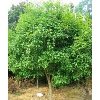 金葉槐、金枝槐、杜仲、大葉垂榆、金葉榆、絲綿木、黃櫨