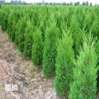 秋季苗圃地供應蜀檜2-3米，數量大，2米最新報價30元