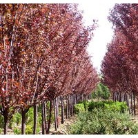 紅葉李小苗大量出售、2、3公分紅葉李大量低價(jià)供應(yīng)