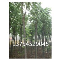 河北法桐，欒樹，千頭椿，構樹，基地