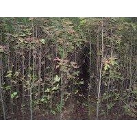 2公分楓香、3公分楓香、4公分楓香、5公分楓香