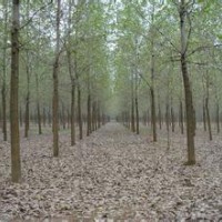 山東意楊價格安徽意楊基地