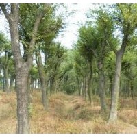 獨桿樸樹價格實生20公分樸樹價格